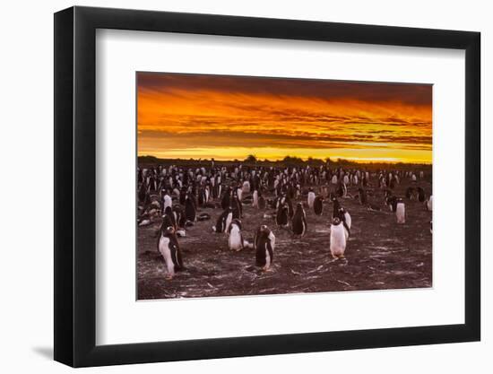 Falkland Islands, Sea Lion Island. Gentoo Penguins Colony at Sunset-Cathy & Gordon Illg-Framed Photographic Print