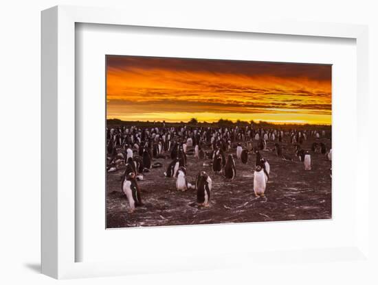 Falkland Islands, Sea Lion Island. Gentoo Penguins Colony at Sunset-Cathy & Gordon Illg-Framed Photographic Print