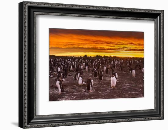 Falkland Islands, Sea Lion Island. Gentoo Penguins Colony at Sunset-Cathy & Gordon Illg-Framed Photographic Print