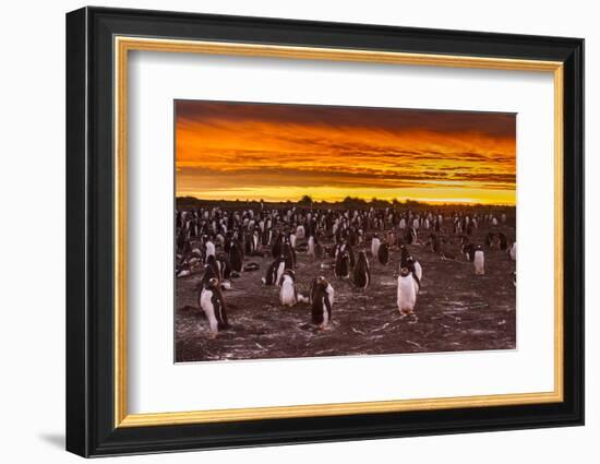 Falkland Islands, Sea Lion Island. Gentoo Penguins Colony at Sunset-Cathy & Gordon Illg-Framed Photographic Print