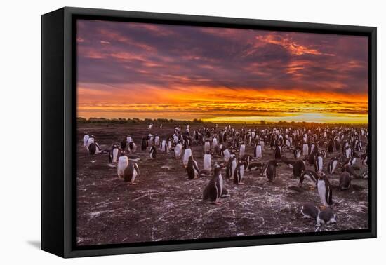 Falkland Islands, Sea Lion Island. Gentoo Penguins Colony at Sunset-Cathy & Gordon Illg-Framed Premier Image Canvas