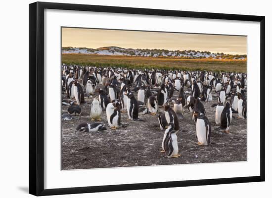 Falkland Islands, Sea Lion Island. Gentoo Penguins Colony-Cathy & Gordon Illg-Framed Photographic Print