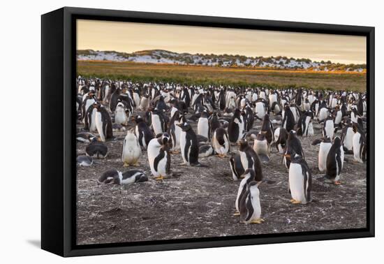 Falkland Islands, Sea Lion Island. Gentoo Penguins Colony-Cathy & Gordon Illg-Framed Premier Image Canvas