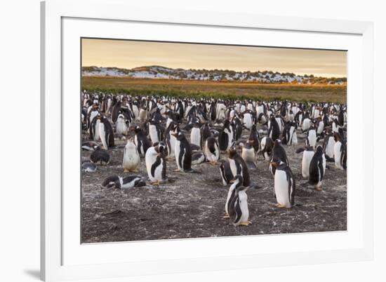 Falkland Islands, Sea Lion Island. Gentoo Penguins Colony-Cathy & Gordon Illg-Framed Photographic Print