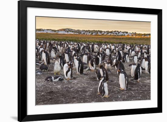 Falkland Islands, Sea Lion Island. Gentoo Penguins Colony-Cathy & Gordon Illg-Framed Photographic Print