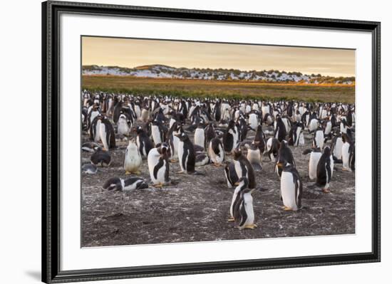 Falkland Islands, Sea Lion Island. Gentoo Penguins Colony-Cathy & Gordon Illg-Framed Photographic Print