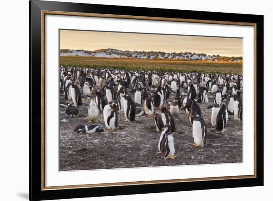 Falkland Islands, Sea Lion Island. Gentoo Penguins Colony-Cathy & Gordon Illg-Framed Photographic Print