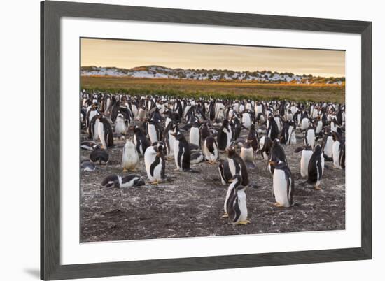 Falkland Islands, Sea Lion Island. Gentoo Penguins Colony-Cathy & Gordon Illg-Framed Photographic Print