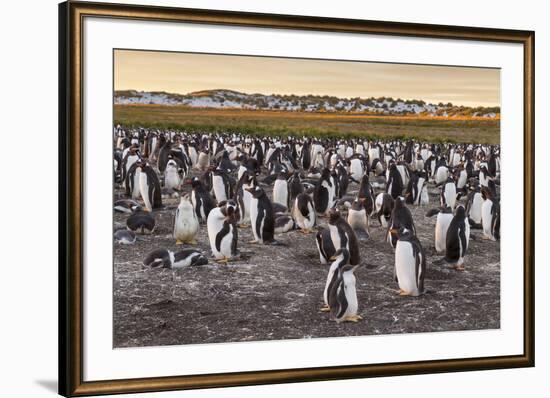 Falkland Islands, Sea Lion Island. Gentoo Penguins Colony-Cathy & Gordon Illg-Framed Photographic Print