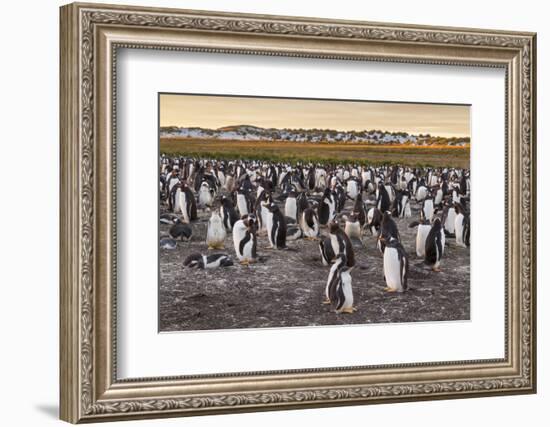 Falkland Islands, Sea Lion Island. Gentoo Penguins Colony-Cathy & Gordon Illg-Framed Photographic Print