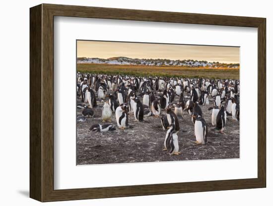 Falkland Islands, Sea Lion Island. Gentoo Penguins Colony-Cathy & Gordon Illg-Framed Photographic Print