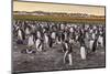 Falkland Islands, Sea Lion Island. Gentoo Penguins Colony-Cathy & Gordon Illg-Mounted Photographic Print