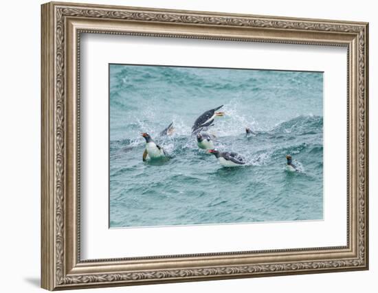 Falkland Islands, Sea Lion Island. Gentoo penguins porpoising in surf.-Jaynes Gallery-Framed Photographic Print