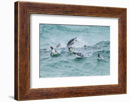 Falkland Islands, Sea Lion Island. Gentoo penguins porpoising in surf.-Jaynes Gallery-Framed Photographic Print