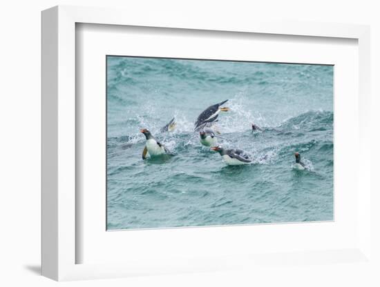 Falkland Islands, Sea Lion Island. Gentoo penguins porpoising in surf.-Jaynes Gallery-Framed Photographic Print