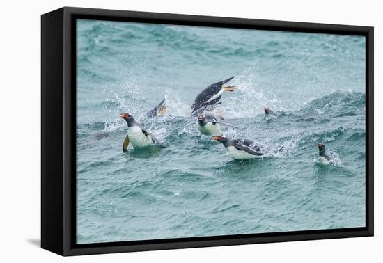 Falkland Islands, Sea Lion Island. Gentoo penguins porpoising in surf.-Jaynes Gallery-Framed Premier Image Canvas