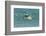 Falkland Islands, Sea Lion Island. Gentoo Penguins Porpoising-Cathy & Gordon Illg-Framed Photographic Print