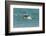 Falkland Islands, Sea Lion Island. Gentoo Penguins Porpoising-Cathy & Gordon Illg-Framed Photographic Print