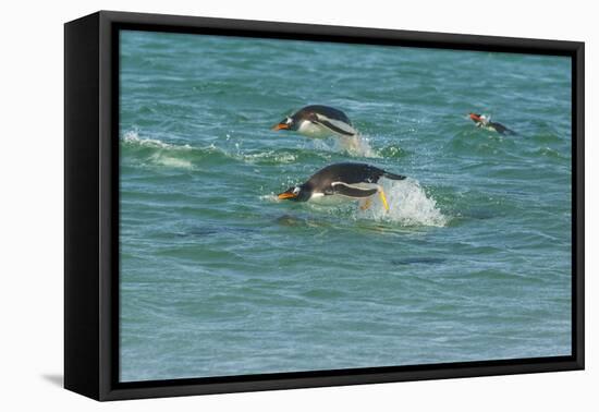 Falkland Islands, Sea Lion Island. Gentoo Penguins Porpoising-Cathy & Gordon Illg-Framed Premier Image Canvas