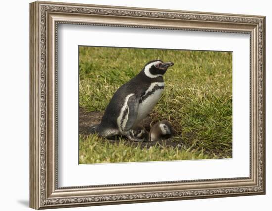 Falkland Islands, Sea Lion Island. Magellanic Penguin and Chicks-Cathy & Gordon Illg-Framed Photographic Print