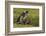 Falkland Islands, Sea Lion Island. Magellanic Penguin and Chicks-Cathy & Gordon Illg-Framed Photographic Print