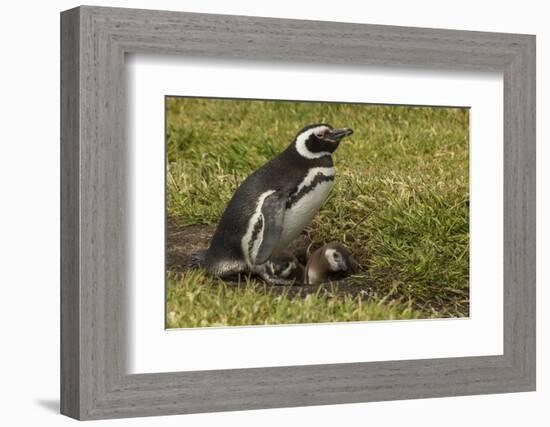 Falkland Islands, Sea Lion Island. Magellanic Penguin and Chicks-Cathy & Gordon Illg-Framed Photographic Print