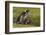 Falkland Islands, Sea Lion Island. Magellanic Penguin and Chicks-Cathy & Gordon Illg-Framed Photographic Print