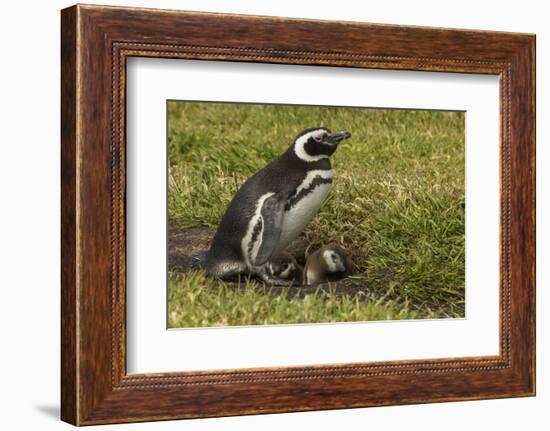 Falkland Islands, Sea Lion Island. Magellanic Penguin and Chicks-Cathy & Gordon Illg-Framed Photographic Print