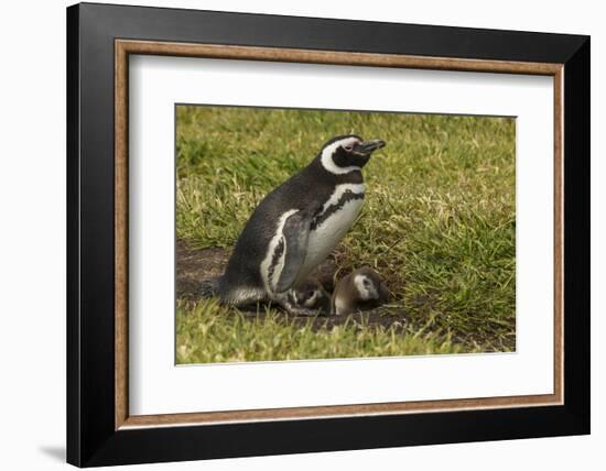 Falkland Islands, Sea Lion Island. Magellanic Penguin and Chicks-Cathy & Gordon Illg-Framed Photographic Print