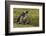 Falkland Islands, Sea Lion Island. Magellanic Penguin and Chicks-Cathy & Gordon Illg-Framed Photographic Print