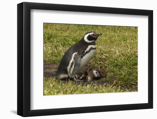 Falkland Islands, Sea Lion Island. Magellanic Penguin and Chicks-Cathy & Gordon Illg-Framed Photographic Print