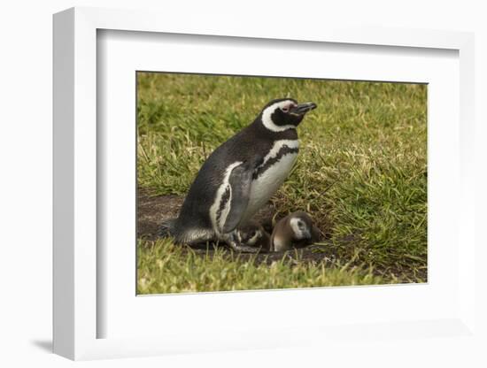 Falkland Islands, Sea Lion Island. Magellanic Penguin and Chicks-Cathy & Gordon Illg-Framed Photographic Print