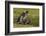 Falkland Islands, Sea Lion Island. Magellanic Penguin and Chicks-Cathy & Gordon Illg-Framed Photographic Print