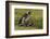 Falkland Islands, Sea Lion Island. Magellanic Penguin and Chicks-Cathy & Gordon Illg-Framed Photographic Print