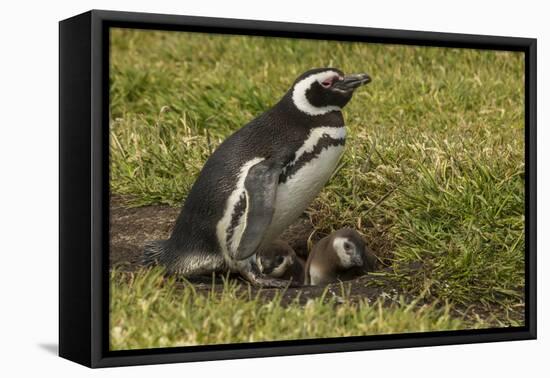 Falkland Islands, Sea Lion Island. Magellanic Penguin and Chicks-Cathy & Gordon Illg-Framed Premier Image Canvas
