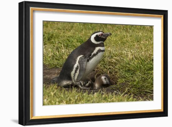 Falkland Islands, Sea Lion Island. Magellanic Penguin and Chicks-Cathy & Gordon Illg-Framed Photographic Print