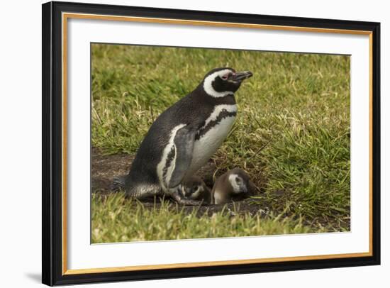 Falkland Islands, Sea Lion Island. Magellanic Penguin and Chicks-Cathy & Gordon Illg-Framed Photographic Print