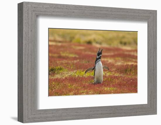 Falkland Islands, Sea Lion Island. Magellanic Penguin Braying-Cathy & Gordon Illg-Framed Photographic Print