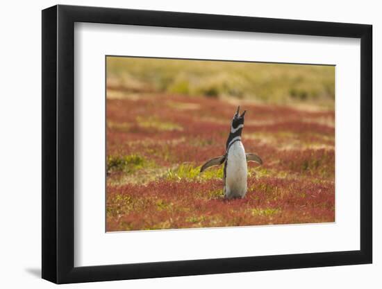 Falkland Islands, Sea Lion Island. Magellanic Penguin Braying-Cathy & Gordon Illg-Framed Photographic Print