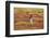 Falkland Islands, Sea Lion Island. Magellanic Penguin Braying-Cathy & Gordon Illg-Framed Photographic Print