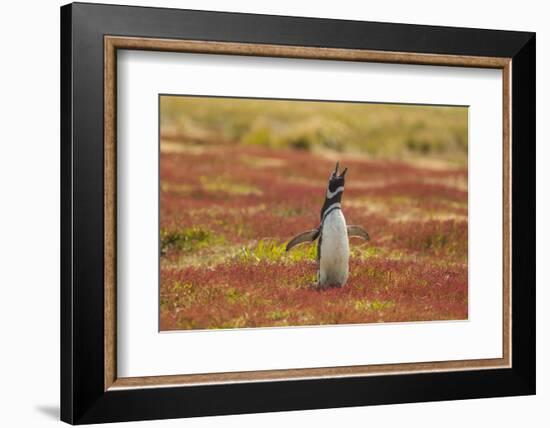 Falkland Islands, Sea Lion Island. Magellanic Penguin Braying-Cathy & Gordon Illg-Framed Photographic Print