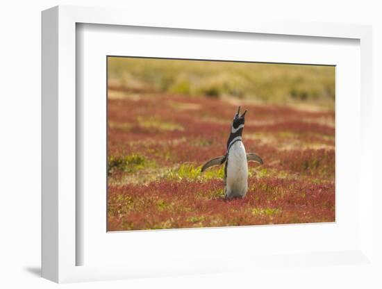 Falkland Islands, Sea Lion Island. Magellanic Penguin Braying-Cathy & Gordon Illg-Framed Photographic Print