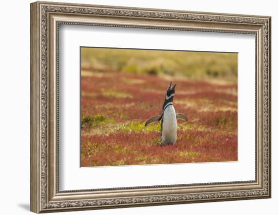 Falkland Islands, Sea Lion Island. Magellanic penguin braying.-Jaynes Gallery-Framed Photographic Print