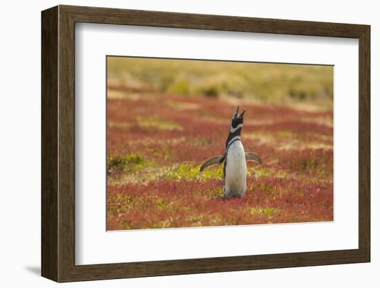 Falkland Islands, Sea Lion Island. Magellanic penguin braying.-Jaynes Gallery-Framed Photographic Print