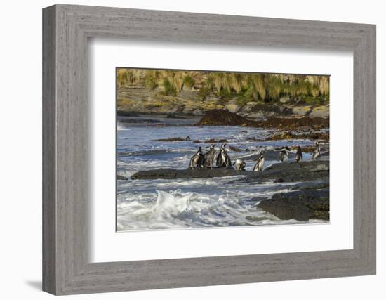 Falkland Islands, Sea Lion Island. Magellanic Penguins and Surf-Cathy & Gordon Illg-Framed Photographic Print