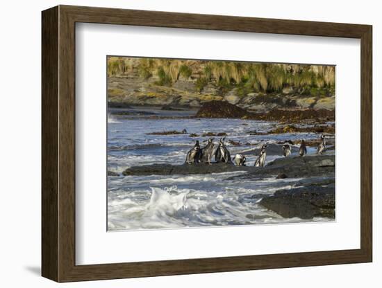 Falkland Islands, Sea Lion Island. Magellanic Penguins and Surf-Cathy & Gordon Illg-Framed Photographic Print