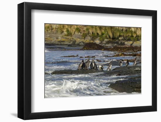 Falkland Islands, Sea Lion Island. Magellanic Penguins and Surf-Cathy & Gordon Illg-Framed Photographic Print