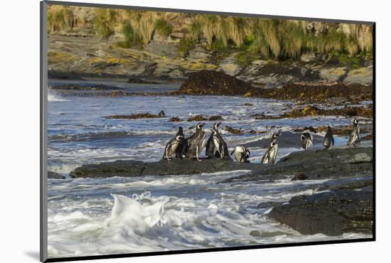 Falkland Islands, Sea Lion Island. Magellanic Penguins and Surf-Cathy & Gordon Illg-Mounted Photographic Print