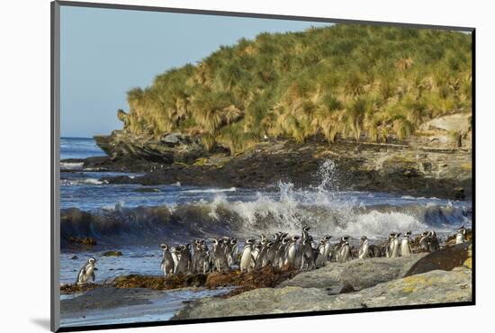 Falkland Islands, Sea Lion Island. Magellanic Penguins and Surf-Cathy & Gordon Illg-Mounted Photographic Print