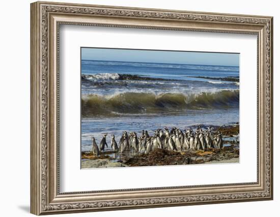Falkland Islands, Sea Lion Island. Magellanic Penguins and Surf-Cathy & Gordon Illg-Framed Photographic Print